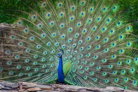 Peacock 4K Wallpaper · animals · 3840×2560