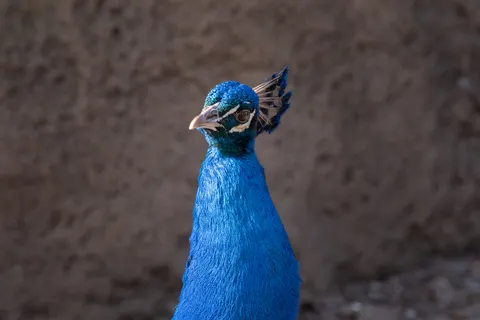 Peacock 4K Wallpaper · animals · 3840×2560