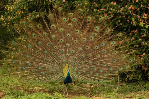 والپیپر طاووس با کیفیت 4K · animals · 3840×2553