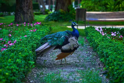 Peacock 4K Wallpaper · animals · 3840×2560