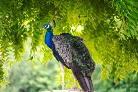 Peacock 4K Wallpaper · animals · 3840×2560