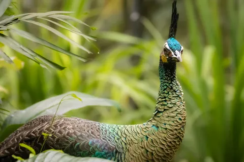 Peacock 4K Wallpaper · animals · 3840×2560