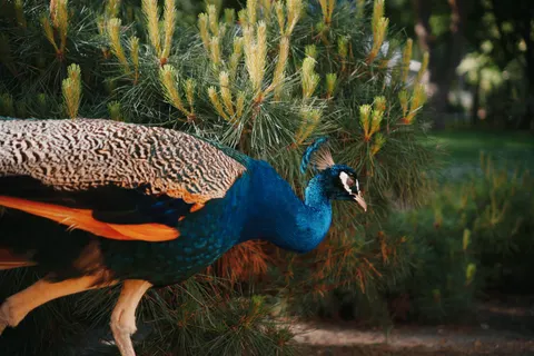 Peacock 4K Wallpaper · animals · 3840×2560