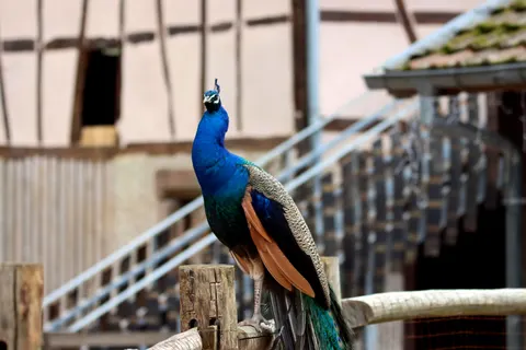 Sfondo Pavone 4K · animals · 3840×2560