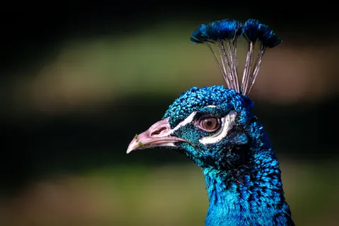 Wallpaper Burung Merak 4K · animals · 3840×2560