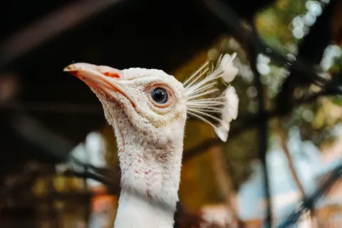 Fondo de pantalla Pavo real 4K · animals · 3840×2560