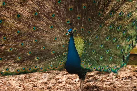 Peacock 4K Wallpaper · animals · 3840×2560