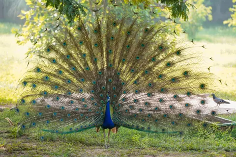 Papel de parede Pavão 4K · animals · 3840×2560