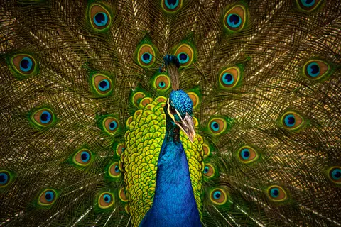 Peacock 4K Wallpaper · animals · 3840×2560