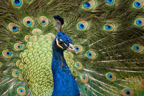 Fond d'écran Paon 4K · animals · 3840×2560