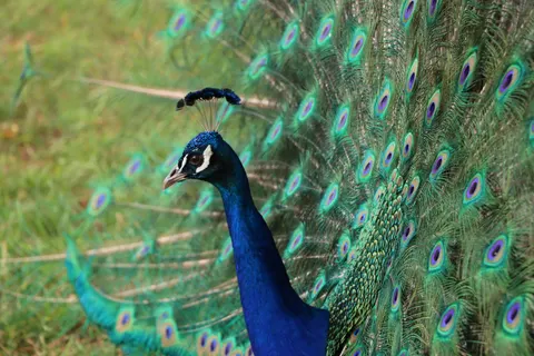 Pauw 4K-achtergrond · animals · 3840×2560