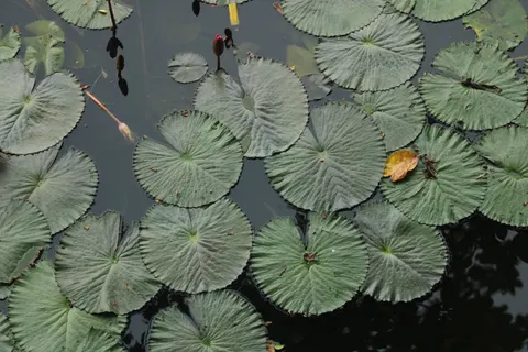 Hình nền Hoa Súng 4K · flowers · 3840×2560