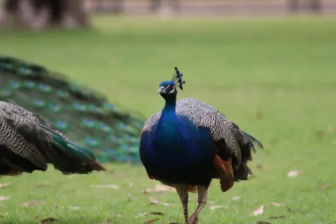 Peacock 4K Wallpaper · animals · 3840×2560