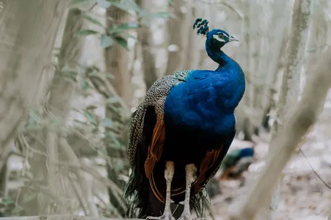 मोर 4K वॉलपेपर · animals · 3840×2560
