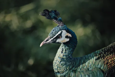 والپیپر طاووس با کیفیت 4K · animals · 3840×2560