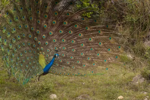 Peacock 4K Wallpaper · animals · 3840×2560