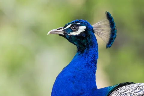 Papel de parede Pavão 4K · animals · 3840×2560