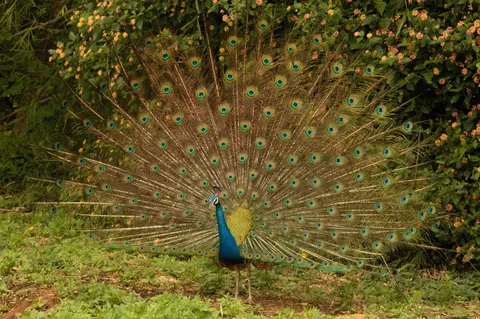 Peacock 4K Wallpaper · animals · 3840×2553