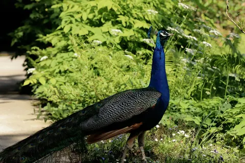 Peacock 4K Wallpaper · animals · 3840×2560