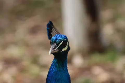 Peacock 4K Wallpaper · animals · 3840×2560