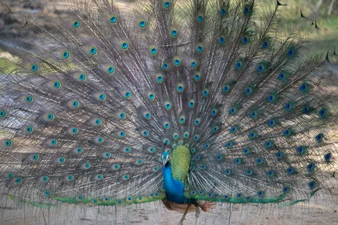 Peacock 4K Wallpaper · animals · 3840×2560