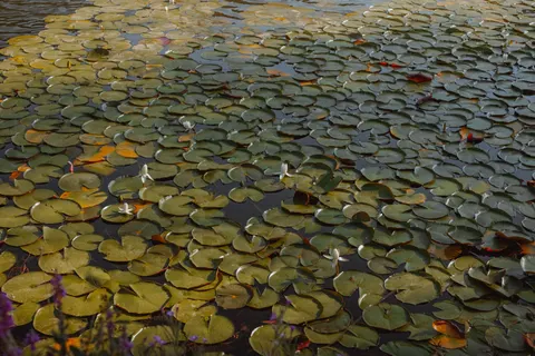 والپیپر نیلوفر آبی با کیفیت 4K · flowers · 3840×2560