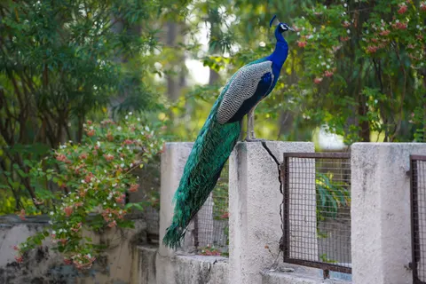 Pfau 4K Hintergrundbild · animals · 3840×2560