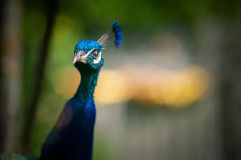 Peacock 4K Wallpaper · animals · 3840×2563