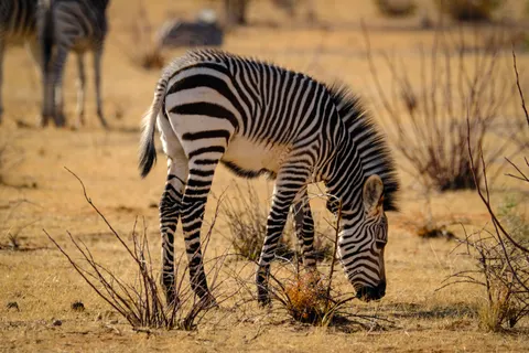Zebra 4K Wallpaper · animals · 3840×2560