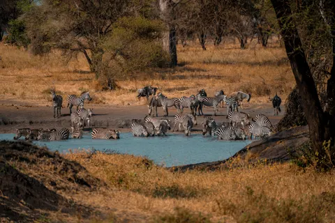 Wallpaper Zebra 4K · animals · 3840×2560