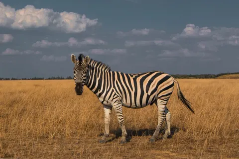 Zebra 4K Wallpaper · animals · 3840×2560