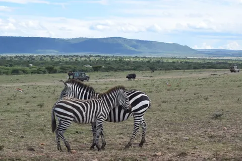 Fond d'écran Zèbre 4K · animals · 3840×2560