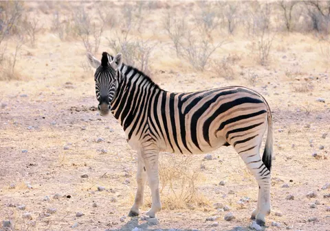 Wallpaper Zebra 4K · animals · 3840×2694