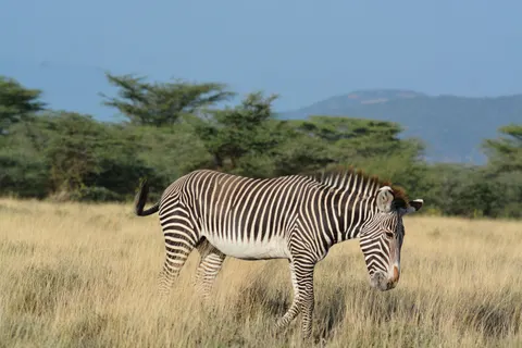 Fondo de pantalla Cebra 4K · animals · 3840×2560