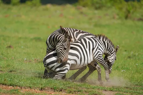 Zebra 4K Wallpaper · animals · 3840×2561