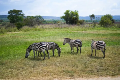 Zebra 4K Wallpaper · animals · 3840×2560
