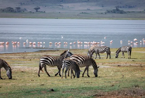 والپیپر گورخر با کیفیت 4K · animals · 3840×2592
