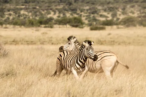 Tapeta Zebra 4K · animals · 3840×2560