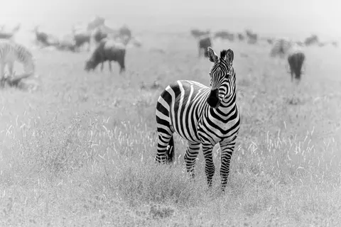 Zebra 4K Wallpaper · animals · 3840×2560