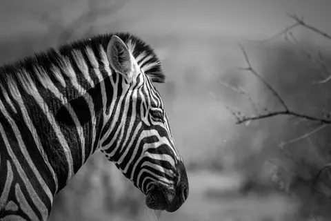 Zebra 4K Wallpaper · animals · 3840×2560