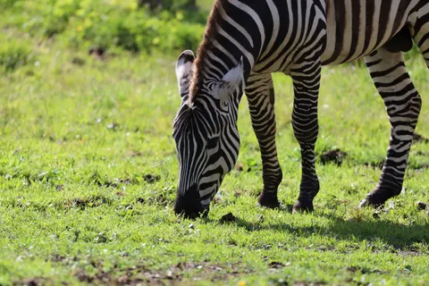 Zebra 4K Wallpaper · animals · 3840×2560