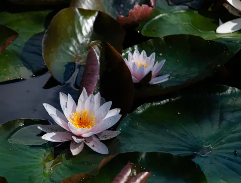 Hình nền Hoa Súng 4K · flowers · 3840×2907