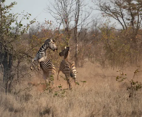 Sfondo Zebra 4K · animals · 3840×3155