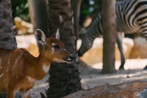 Tapeta Zebra 4K · animals · 3840×2560