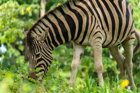 Papel de parede Zebra 4K · animals · 3840×2563