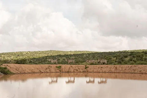 Tapeta Zebra 4K · animals · 3840×2560