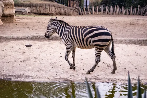 Zebra 4K Wallpaper · animals · 3840×2560
