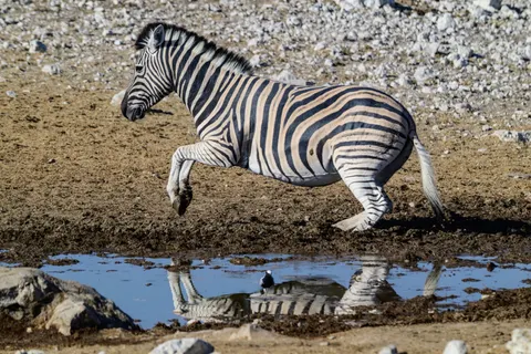 Zebra 4K-achtergrond · animals · 3840×2560