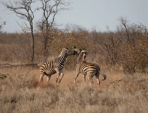 Wallpaper Zebra 4K · animals · 3840×2943