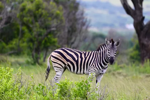 Zebra 4K Wallpaper · animals · 3840×2560